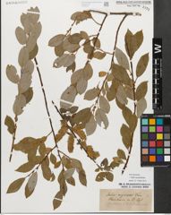 Foto von Salix myrsinifolia Salisb.